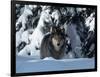 Gray Wolf Standing in Snow Covered Landscape-Lynn M^ Stone-Framed Photographic Print