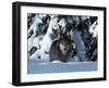 Gray Wolf Standing in Snow Covered Landscape-Lynn M^ Stone-Framed Photographic Print