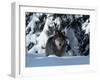 Gray Wolf Standing in Snow Covered Landscape-Lynn M^ Stone-Framed Photographic Print