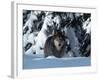 Gray Wolf Standing in Snow Covered Landscape-Lynn M^ Stone-Framed Photographic Print