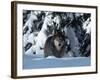 Gray Wolf Standing in Snow Covered Landscape-Lynn M^ Stone-Framed Photographic Print