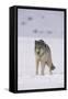 Gray Wolf Standing in Snow-DLILLC-Framed Stretched Canvas