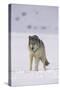 Gray Wolf Standing in Snow-DLILLC-Stretched Canvas