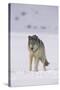 Gray Wolf Standing in Snow-DLILLC-Stretched Canvas