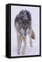 Gray Wolf Standing in Snow-DLILLC-Framed Stretched Canvas