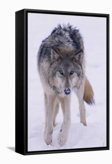 Gray Wolf Standing in Snow-DLILLC-Framed Stretched Canvas