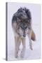 Gray Wolf Standing in Snow-DLILLC-Stretched Canvas