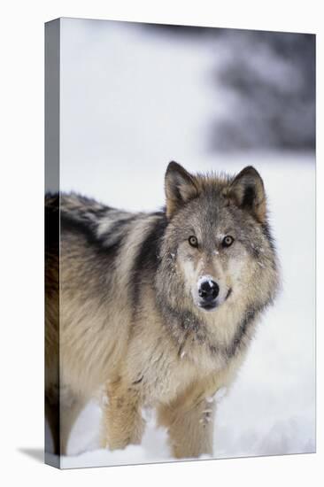 Gray Wolf Standing in Snow-DLILLC-Stretched Canvas