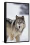 Gray Wolf Standing in Snow-DLILLC-Framed Stretched Canvas