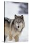 Gray Wolf Standing in Snow-DLILLC-Stretched Canvas