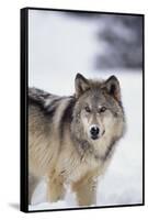 Gray Wolf Standing in Snow-DLILLC-Framed Stretched Canvas