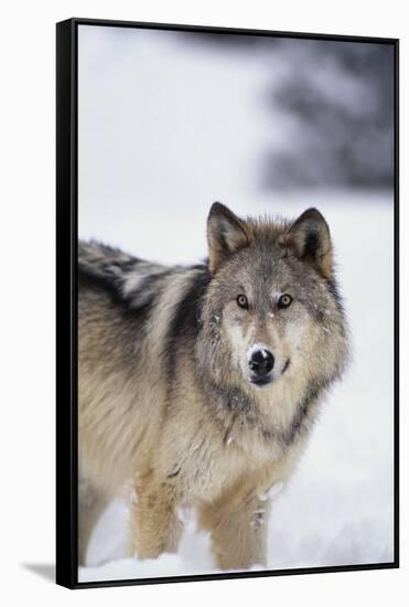 Gray Wolf Standing in Snow-DLILLC-Framed Stretched Canvas