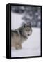 Gray Wolf Standing in Snow-DLILLC-Framed Stretched Canvas