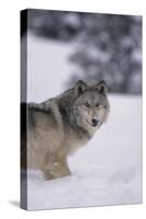 Gray Wolf Standing in Snow-DLILLC-Stretched Canvas