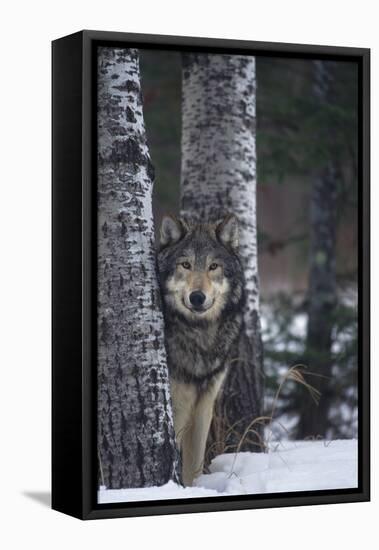 Gray Wolf Standing in Snow-DLILLC-Framed Stretched Canvas