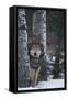 Gray Wolf Standing in Snow-DLILLC-Framed Stretched Canvas