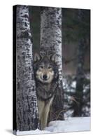 Gray Wolf Standing in Snow-DLILLC-Stretched Canvas