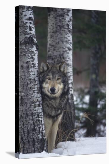 Gray Wolf Standing in Snow-DLILLC-Stretched Canvas