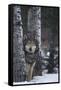 Gray Wolf Standing in Snow-DLILLC-Framed Stretched Canvas