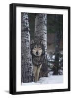 Gray Wolf Standing in Snow-DLILLC-Framed Premium Photographic Print