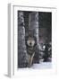 Gray Wolf Standing in Snow-DLILLC-Framed Premium Photographic Print