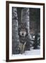 Gray Wolf Standing in Snow-DLILLC-Framed Premium Photographic Print