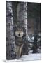 Gray Wolf Standing in Snow-DLILLC-Mounted Premium Photographic Print