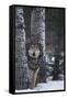 Gray Wolf Standing in Snow-DLILLC-Framed Stretched Canvas