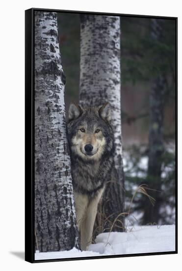 Gray Wolf Standing in Snow-DLILLC-Framed Stretched Canvas