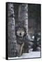 Gray Wolf Standing in Snow-DLILLC-Framed Stretched Canvas