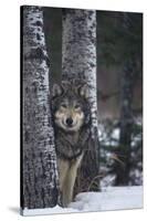 Gray Wolf Standing in Snow-DLILLC-Stretched Canvas