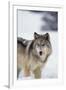 Gray Wolf Standing in Snow-DLILLC-Framed Photographic Print