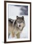 Gray Wolf Standing in Snow-DLILLC-Framed Photographic Print