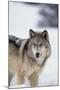 Gray Wolf Standing in Snow-DLILLC-Mounted Photographic Print