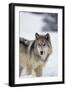 Gray Wolf Standing in Snow-DLILLC-Framed Photographic Print