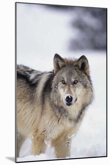 Gray Wolf Standing in Snow-DLILLC-Mounted Photographic Print