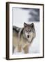 Gray Wolf Standing in Snow-DLILLC-Framed Photographic Print