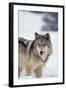 Gray Wolf Standing in Snow-DLILLC-Framed Photographic Print