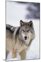 Gray Wolf Standing in Snow-DLILLC-Mounted Photographic Print