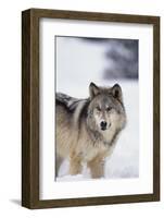 Gray Wolf Standing in Snow-DLILLC-Framed Photographic Print