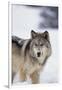 Gray Wolf Standing in Snow-DLILLC-Framed Photographic Print