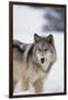 Gray Wolf Standing in Snow-DLILLC-Framed Photographic Print