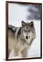 Gray Wolf Standing in Snow-DLILLC-Framed Photographic Print