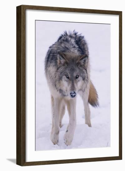 Gray Wolf Standing in Snow-DLILLC-Framed Photographic Print