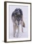 Gray Wolf Standing in Snow-DLILLC-Framed Photographic Print