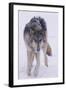 Gray Wolf Standing in Snow-DLILLC-Framed Photographic Print