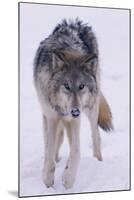 Gray Wolf Standing in Snow-DLILLC-Mounted Photographic Print