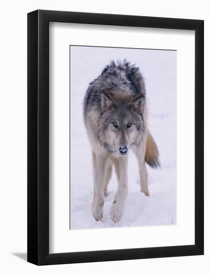 Gray Wolf Standing in Snow-DLILLC-Framed Photographic Print