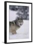 Gray Wolf Standing in Snow-DLILLC-Framed Photographic Print