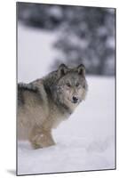 Gray Wolf Standing in Snow-DLILLC-Mounted Photographic Print